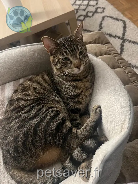 chat reunited 93250 Villemomble Lilou