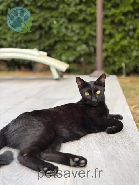 chat reunited 93460 Gournay-sur-Marne Loki