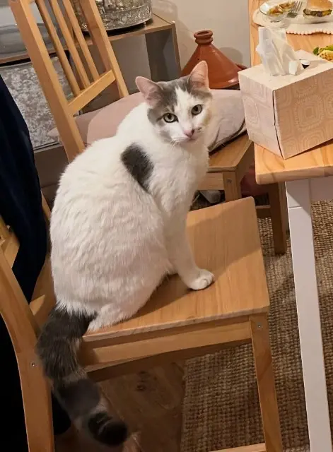 chat reunited   93330 Neuilly-sur-Marne Loki