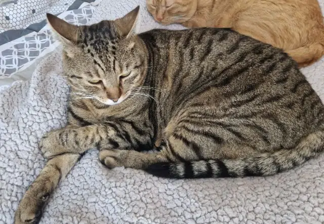 chat reunited   93700 Drancy Maitai