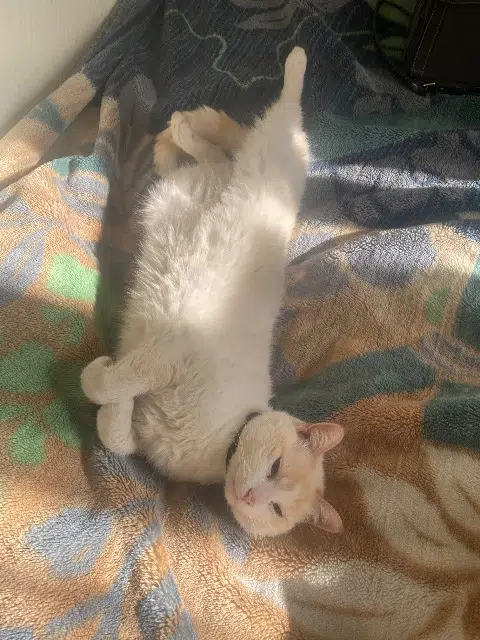 chat reunited   93420 Villepinte Mika