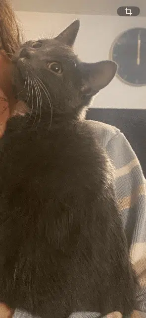 chat reunited   93190 Livry-Gargan Millow