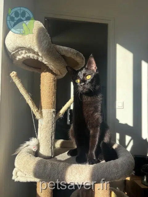 chat reunited 93350 Le Bourget Minot