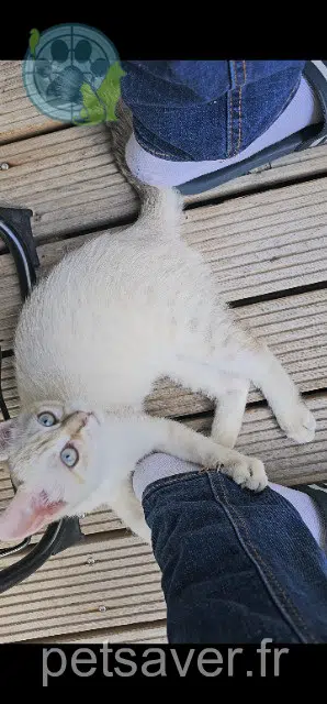 chat reunited 93400 Saint-Ouen-sur-Seine Minou