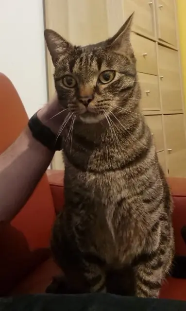 chat reunited   93100 Montreuil Biloute