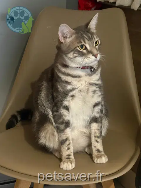 chat reunited 93100 Montreuil Bounty
