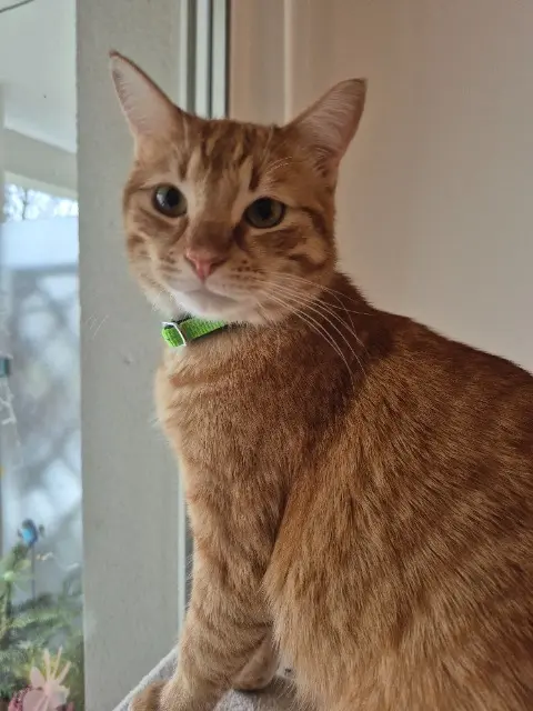 chat reunited   93100 Montreuil Donut/Bibou/Mouchi