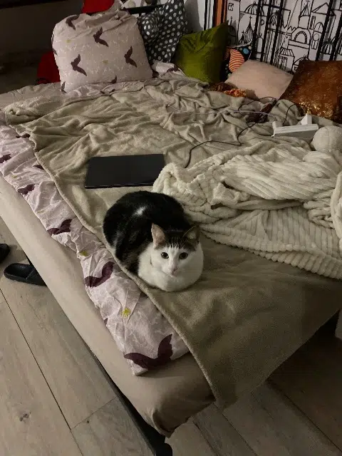 chat reunited   93100 Montreuil Ito