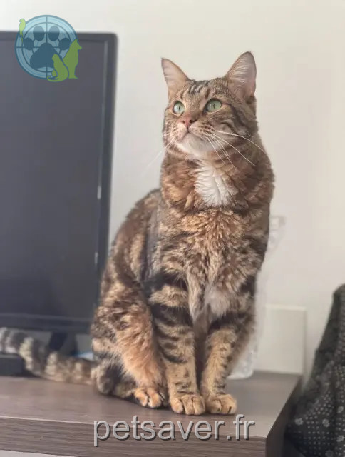 gatto reunited 93100 Montreuil Le Tigre