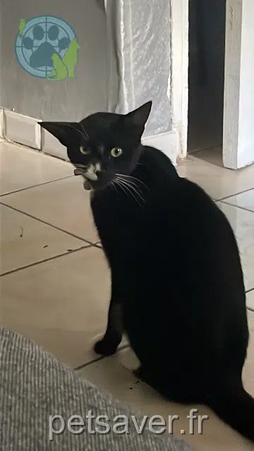 chat reunited   93100 Montreuil Minouche
