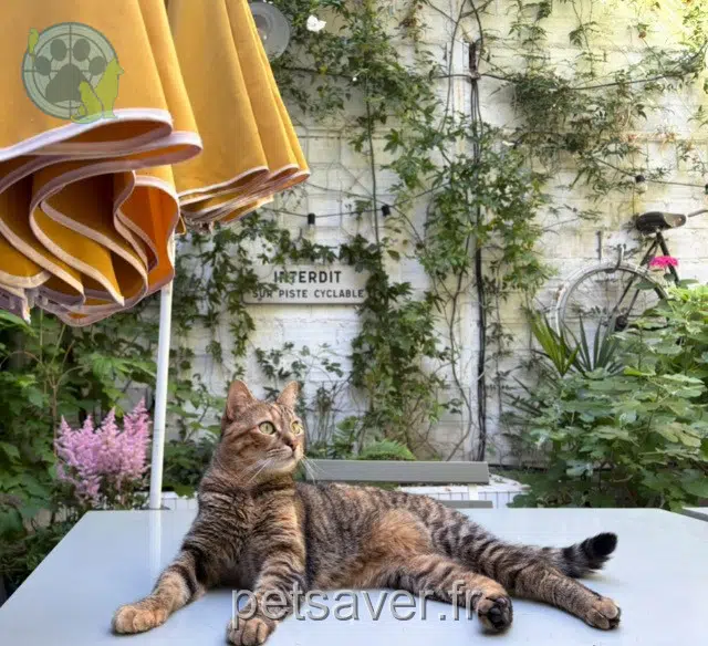 chat reunited   93100 Montreuil Moma