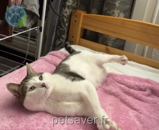 gatto reunited 93100 Montreuil Sparta