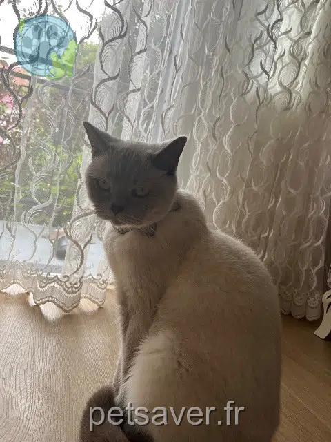 gatto reunited   93000 Bobigny Muhtar