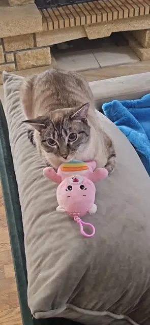 chat retrouvé 93110 Rosny-sous-Bois Nino chat reunited 93110 Rosny-sous-Bois Nino