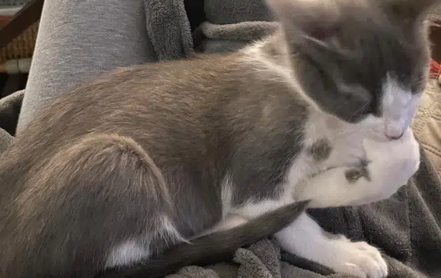 chat reunited   93160 Noisy-le-Grand Nino