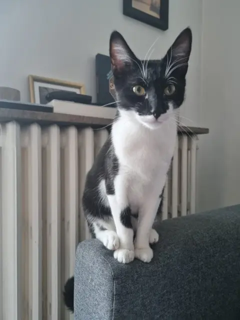 chat reunited   93340 Le Raincy Pazou