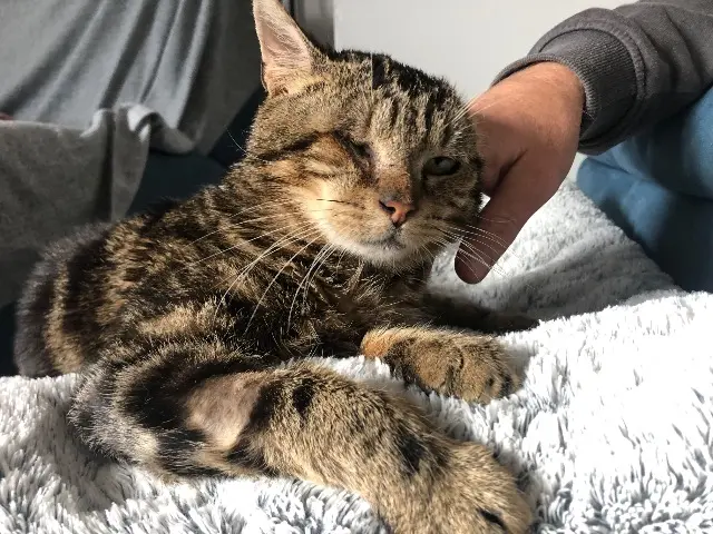 chat reunited   93500 Pantin Pirate