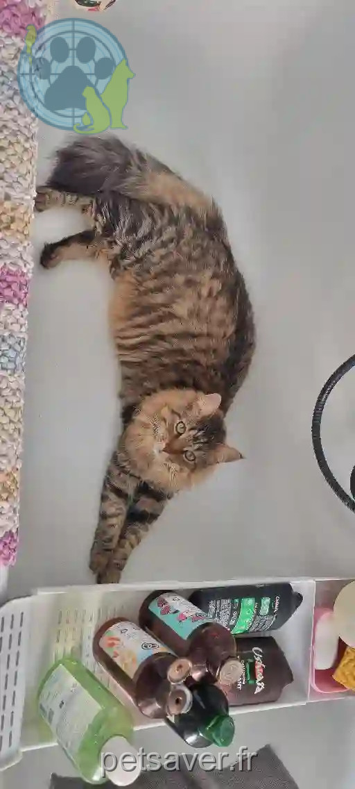 Chat Trouvé 93 Seine-Saint-Denis - Ratchet Chat Trouvé 93 Seine-Saint-Denis - Ratchet