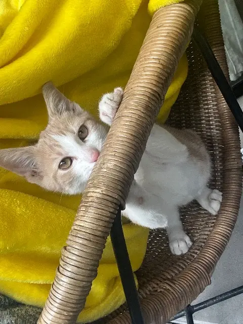 chat reunited   93140 Bondy Ron