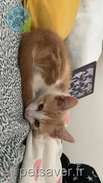 chat reunited   93140 Bondy Ron