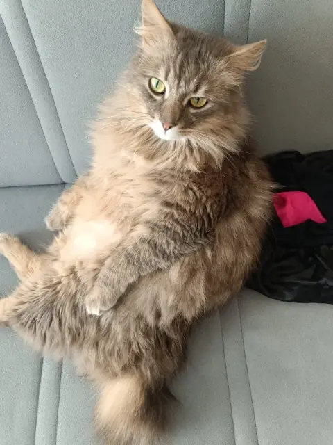 chat reunited    Saint-Denis Blue