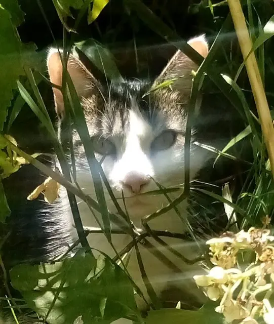 chat reunited    Saint-Denis Le fennec