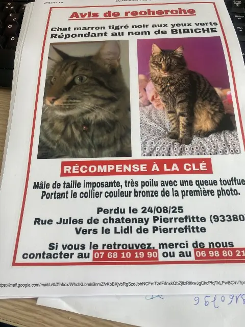 chat reunited    Saint-Denis Bibiche