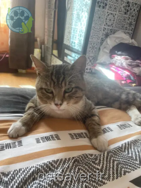 chat reunited Saint-Denis Jumo