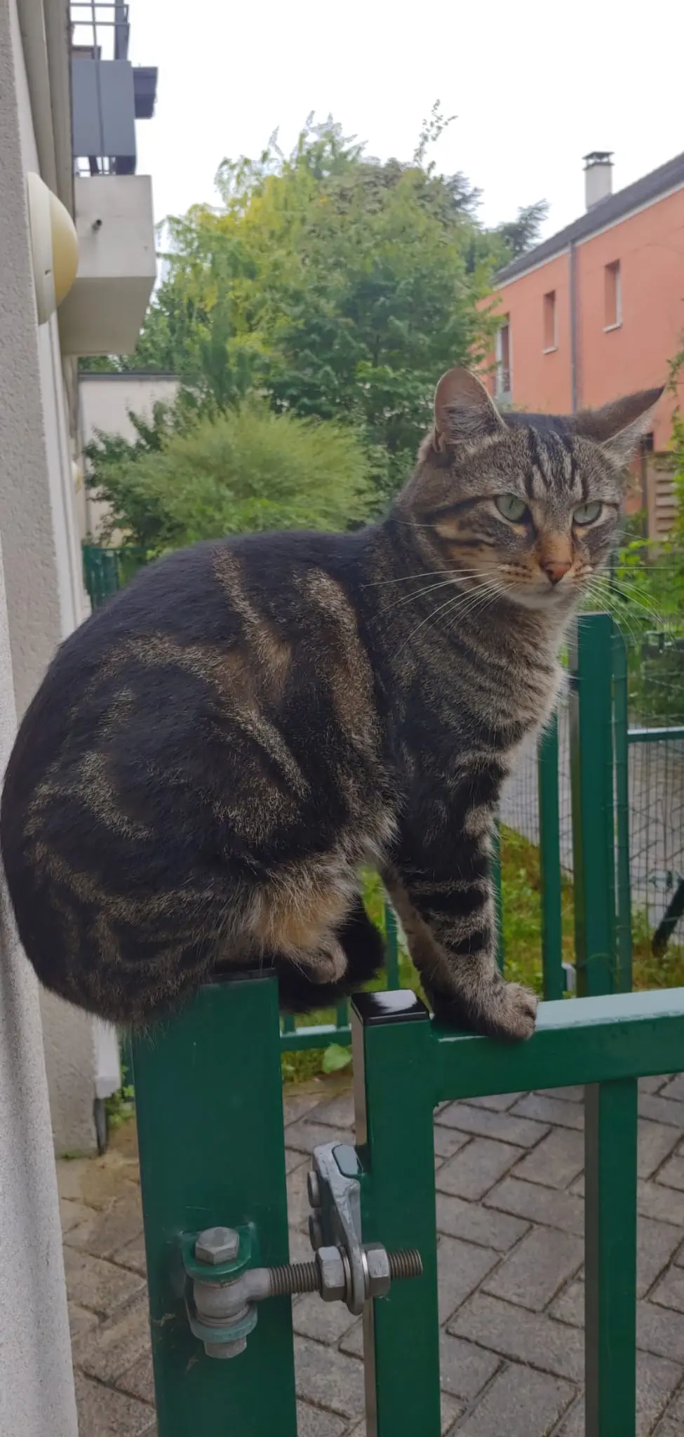 Chat Perdu 93 Seine-Saint-Denis Saint-Denis - Léon Chat Perdu 93 Seine-Saint-Denis Saint-Denis - Léon