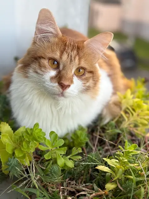 chat reunited    Saint-Denis Maurice
