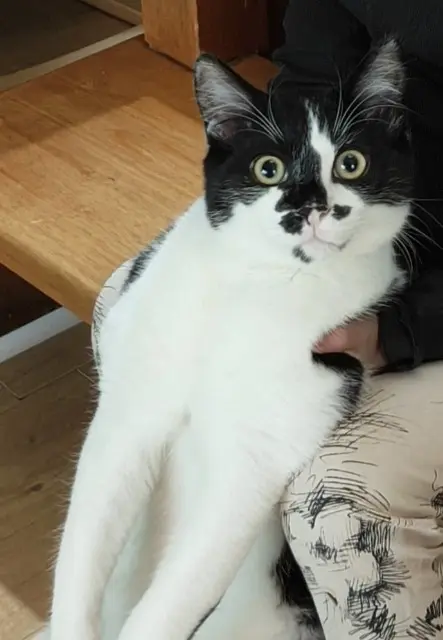 chat reunited    Saint-Denis Minouch