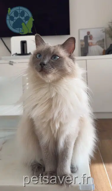 chat reunited 93460 Gournay-sur-Marne Saphir
