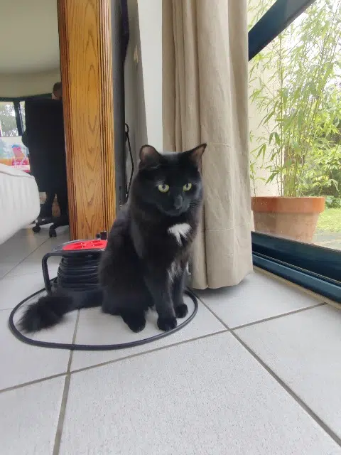 chat reunited   93400 Saint-Ouen-sur-Seine Sergei