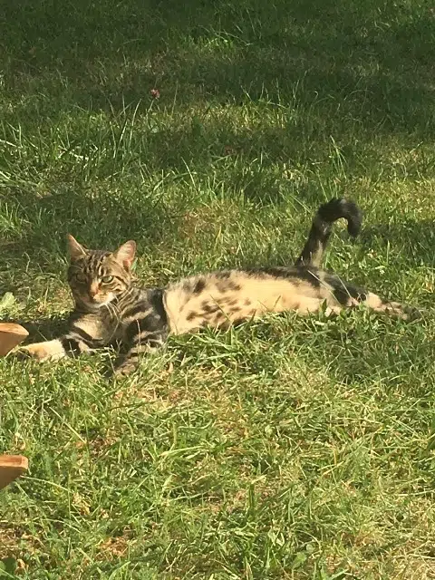 chat reunited   93330 Neuilly-sur-Marne Sparrow