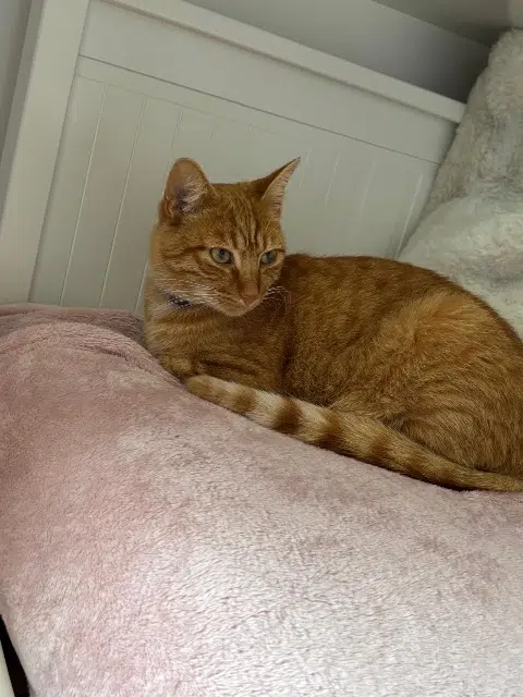 chat reunited   93320 Les Pavillons-sous-Bois Sun