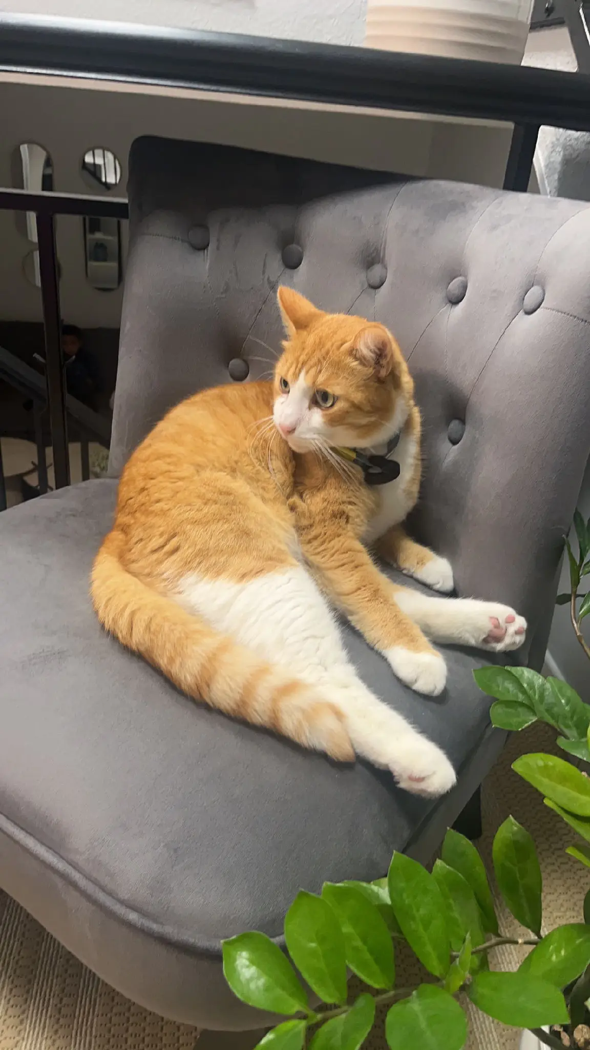 Chat Perdu 93 Seine-Saint-Denis - Surcis Chat Perdu 93 Seine-Saint-Denis - Surcis