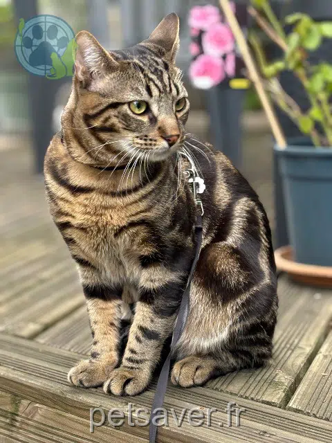 chat reunited   93140 Bondy Tigroo