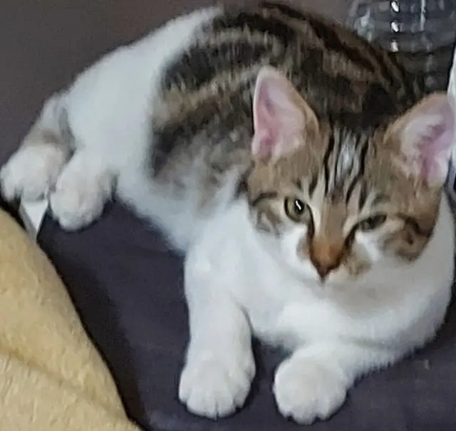 chat reunited   93270 Sevran Tigrou