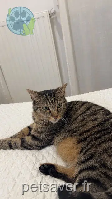 chat reunited   93700 Drancy Trex