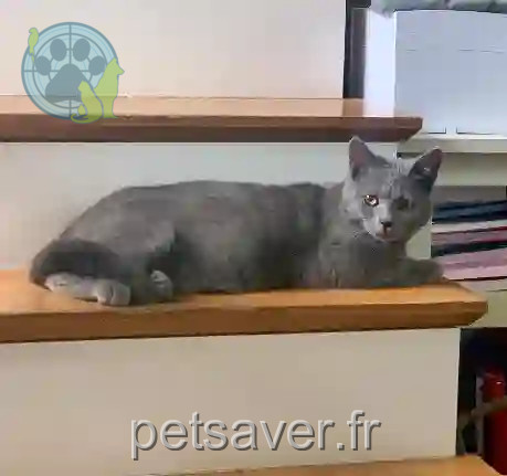 Chat Perdu 93 Seine-Saint-Denis - Ukyo Chat Perdu 93 Seine-Saint-Denis - Ukyo