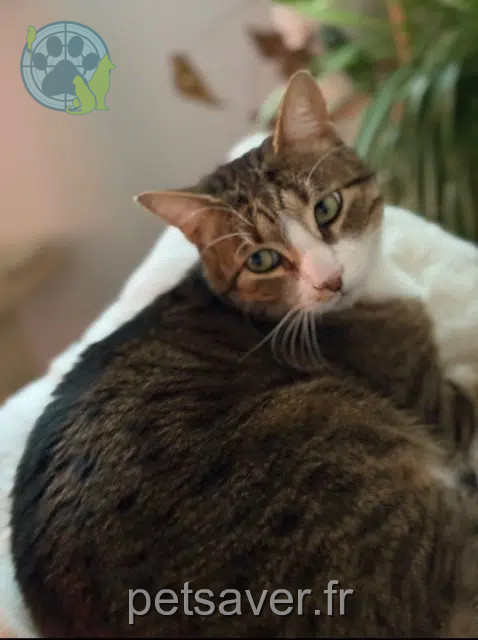 chat reunited   93230 Romainville Violon