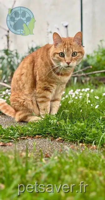 chat reunited   93220 Gagny Yellow