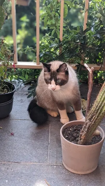 chat reunited   93700 Drancy Zola