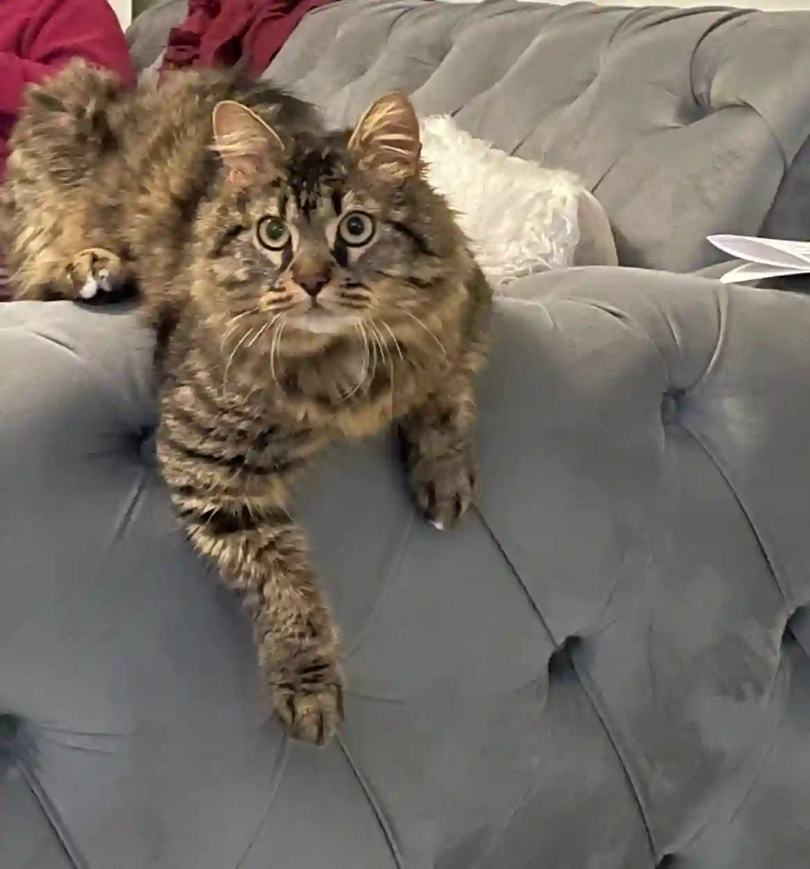 Chat Trouvé 94 Val-de-Marne - Aslan Chat Trouvé 94 Val-de-Marne - Aslan