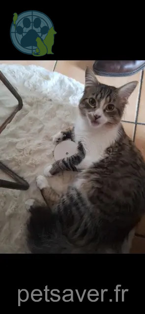 chat reunited 94400 Vitry-sur-Seine Atlas