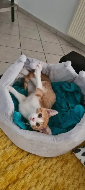 chat reunited   94120 Fontenay-sous-Bois Atlas