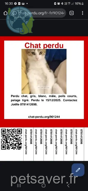 chat reunited   94320 Thiais Azur