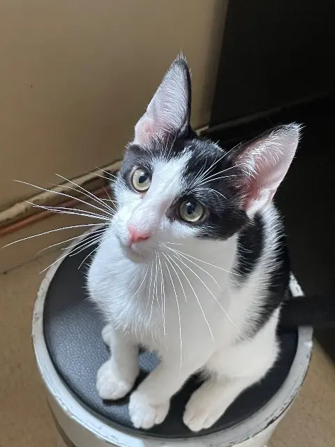 chat reunited   94000 Créteil Aïko