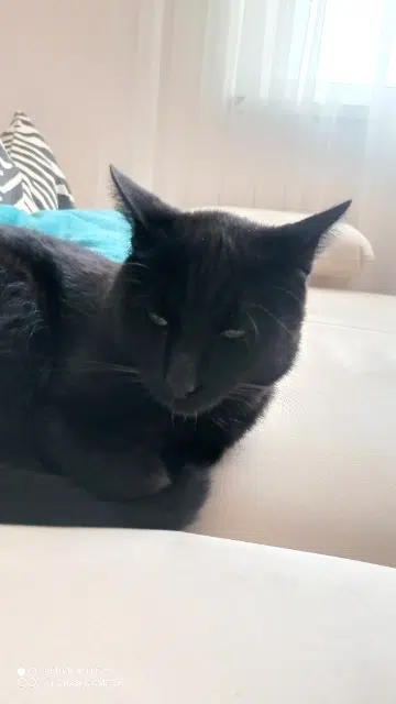 chat reunited   94700 Maisons-Alfort Bagheera