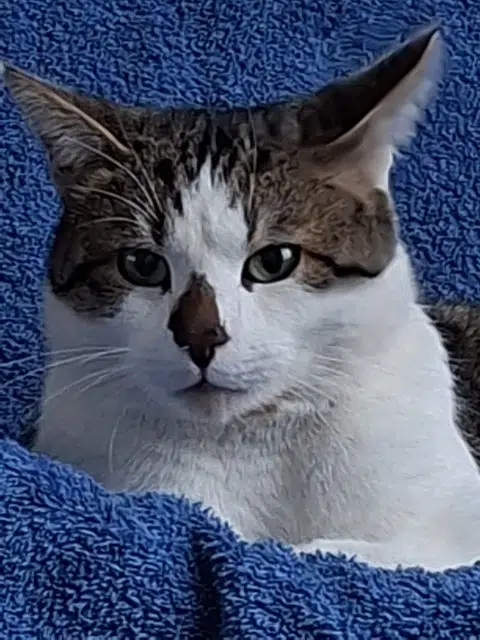 chat reunited   94400 Vitry-sur-Seine Basil